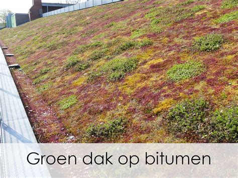 Groendak op bitumen dakbedekking