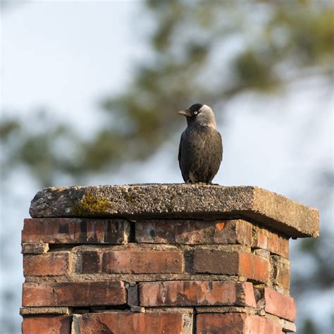 illustratie van een vogelnest in een schoorsteen