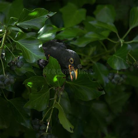 Vogel in een groene haag