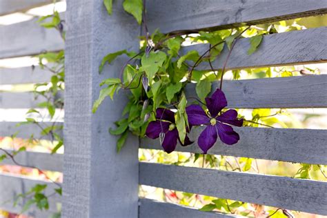 Clematis in bloei tegen een schutting