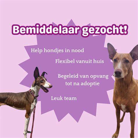 Infographic: traject van opvang tot adoptie van zwerfhonden op Corfu