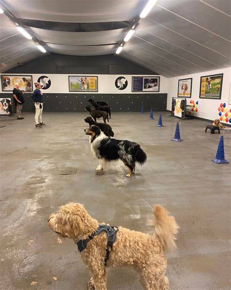 Foto: Trainer bij Wereldhond begeleidt een trainingssessie