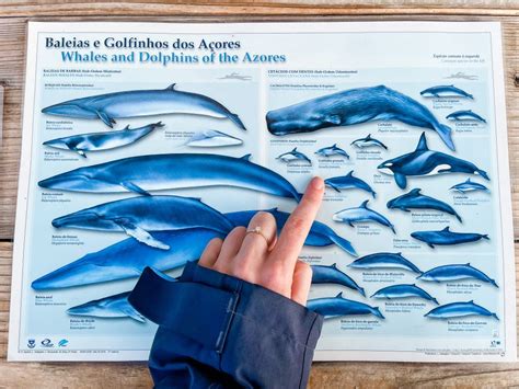 Een kleurrijke illustratie van diverse zeedieren zoals dolfijnen, walvissen en vissen in een levendige onderwaterwereld, geschikt voor kinderkamers.