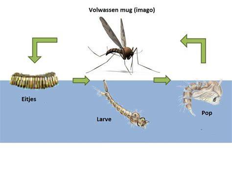 Infographic: Levenscyclus van klustervliegen en manieren van preventie