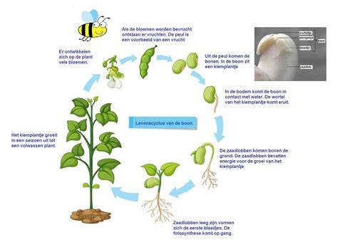 Infographic: Levenscyclus van soja-eiwit isolaat, van veld tot product