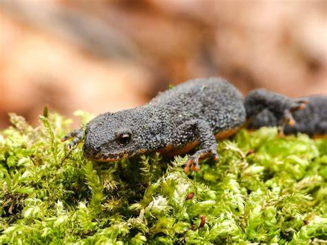 Foto: salamanders op de rand van een poel