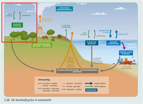 Schematische weergave van de vorming van kalksteen uit mariene organismen.