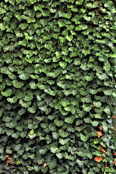 Infographic: Klimop als groene muur en symbool
