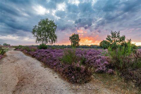 Foto van de Ginkelse Heide met paarse heide in bloei langs de Verlengde Arnhemseweg