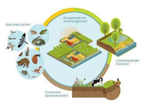 Infographic: voedselbossysteem met kringlopen en biodiversiteit
