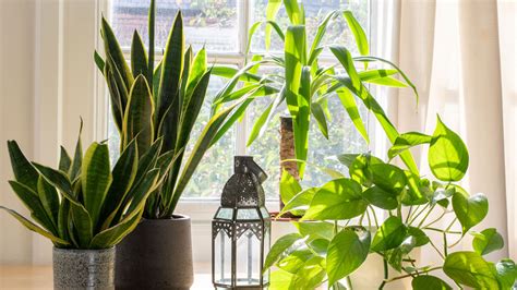 Stilleven met diverse kamerplanten die goed gedijen in een vochtige, donkere omgeving, geplaatst in een stijlvolle badkamer.