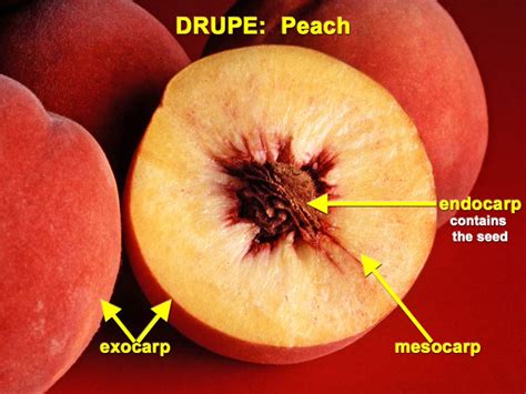 Infographic: Structuur van een vrucht (exocarp, mesocarp, endocarp) en rijpingsstadia