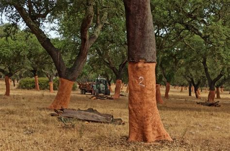 Kurkeik en oogst van kurk