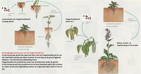 Infographic over de levenscyclus van vloerbedekkingen en het belang van EPD's