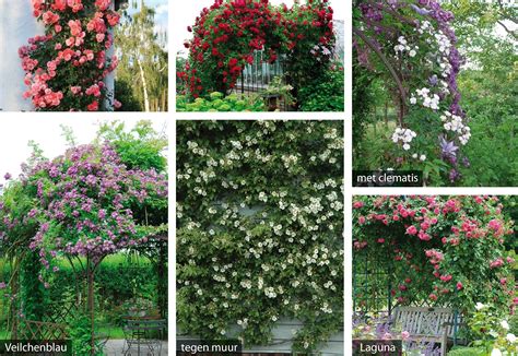 Illustratie van verschillende soorten klimrozen met hun bloemkleuren.