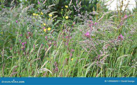 Behangdragerelaties afbeelding: natuurmotief met grassen en bloemen