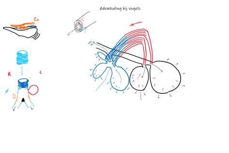 Diagram: kruisingstechniek bij grondlaag