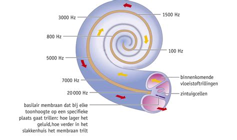 Diagram: legpatronen (slakkenhuis) en verlegafstanden