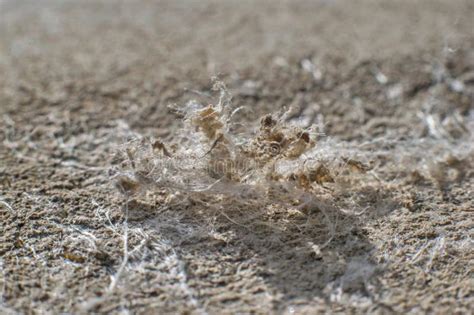 Microscopische foto van asbestvezels.