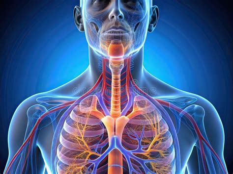 Gedetailleerde animatie van de excentrische schuurbeweging