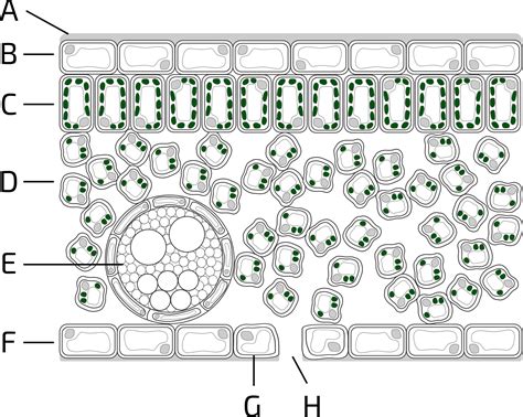 Cross-section diagram van glaswandinstallatie