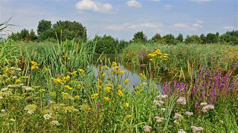 Grasland en kruidenrijk weiland