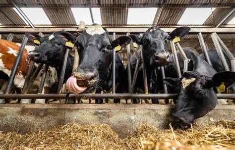 Biologisch en biodynamisch melkveebedrijf
