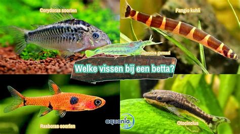 schema met de verschillende typen vergunningen die relevant kunnen zijn bij een verbouwing