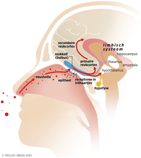 Diagram: anatomie van liquorlekkage en herstelpunten