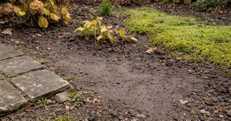Zoethoutplant in een zonnige tuinbodem