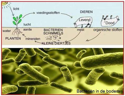 Infographic: Hoe bacteriën zich in airco-systemen kunnen ontwikkelen