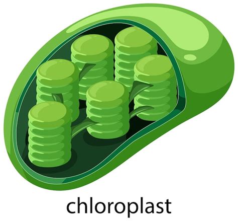 Gedetailleerde illustratie van scharnierbevestiging op een poortpaal