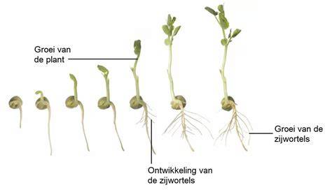 Diagram van wortelgroei rondom fundering en optie voor kap vs. behoud
