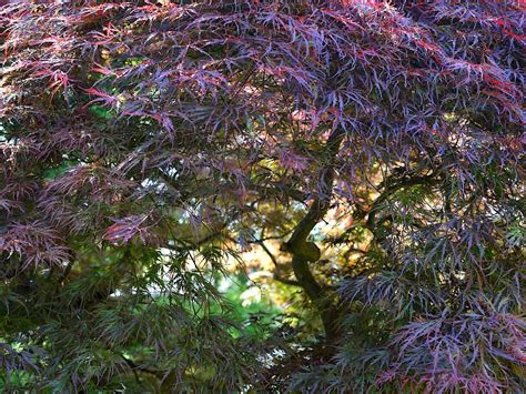 Foto van een Japanse esdoorn met rode herfstkleuren