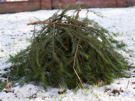 Afbeelding van een beschermhoes om een vorstgevoelige plant