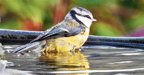 Vogels die badderen in een ondiep vogelbad