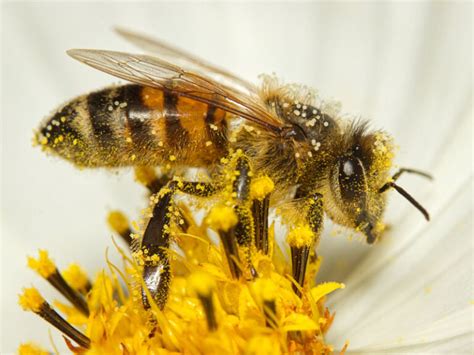 Illustratie van een bijenlarve die zich voedt met stuifmeel