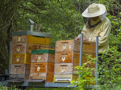 Foto van een imker die een bijenkorf verplaatst