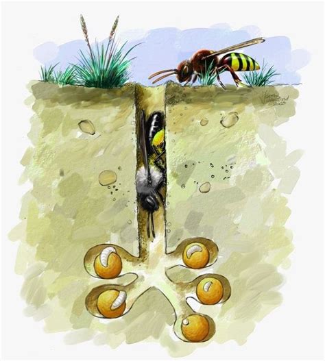 Illustratie van een zandbij die een nest in de grond graaft