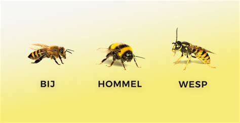 Infographic over het verschil tussen bijen, wespen en hommels en hun vlieggedrag