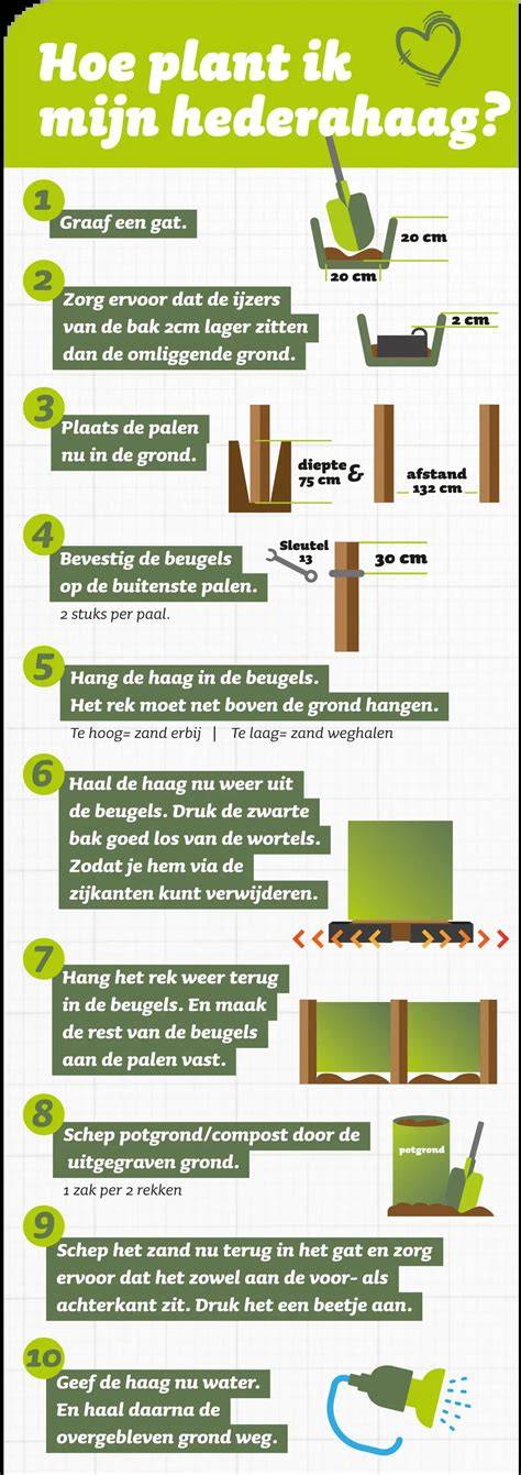 Infographic over stappenplan voor kant en klaar haag plaatsen