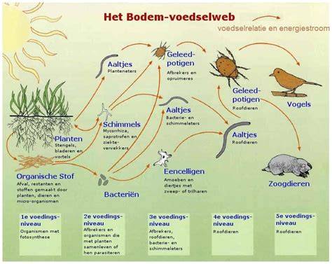 Infographic: Overzicht saneringsprocessen bij asbest in de bodem