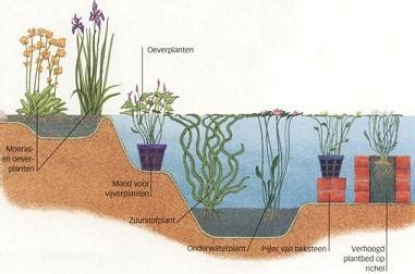 Schematische weergave van een vijverontwerp met verschillende dieptes en zones voor planten.