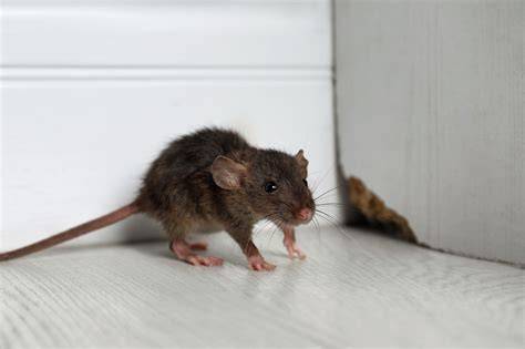 Infographic: Hoe ratten plafond bereiken en wat te doen