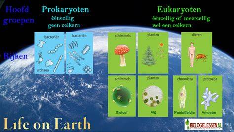 Infographic: hoe vermiculietkorrels ontstaan en hun structuur