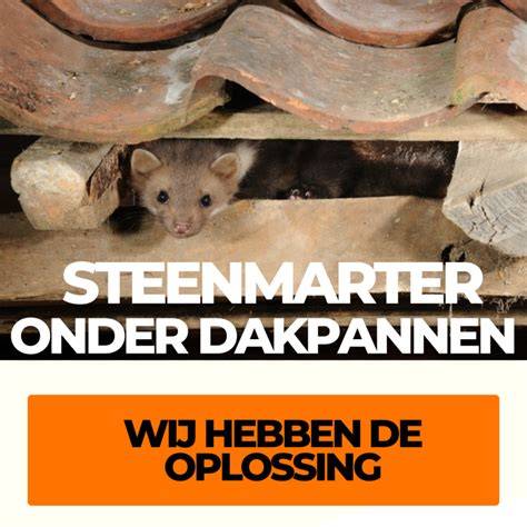 Infographic: Signalen van een steenmarter op het dak en hoe te controleren