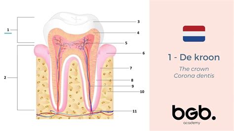 Schematische weergave van een tand die wordt voorbereid voor een kroon, met vermelding van de afdrukfase en de plaatsing van een tijdelijke kroon.