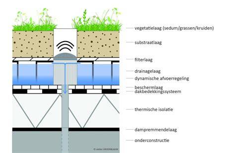 Infographic: Werking en voordelen van groene daken (regenwateropname, isolatie, luchtkwaliteit, biodiversiteit)