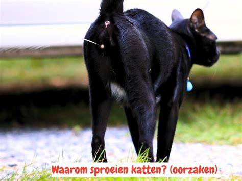 Infographic over oorzaken van sproeien bij katten en stappenplan voor aanpak