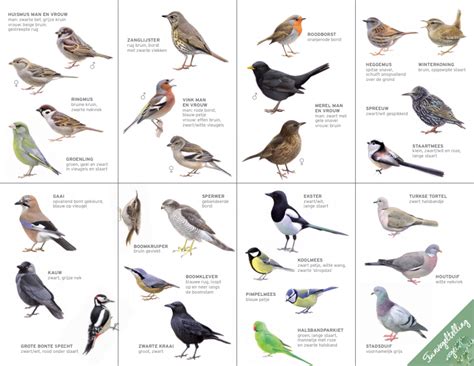 Foto collage: verschillende tuinvogels rondom een vogelbad